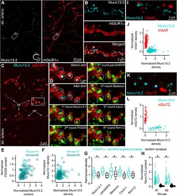 Selective Enrichment of Munc13-2 in Presynaptic Active Zones of Hippocampal Pyramidal Cells That Innervate mGluR1α Expressing Interneurons